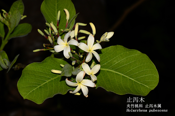 Holarrhena pubescens