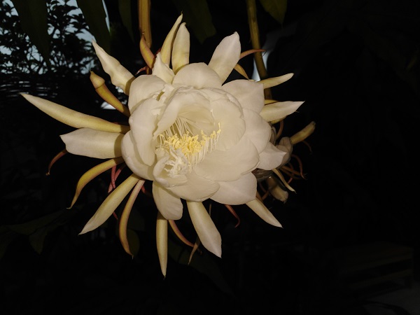 Night blooming orchid cereus on show at XTBG
