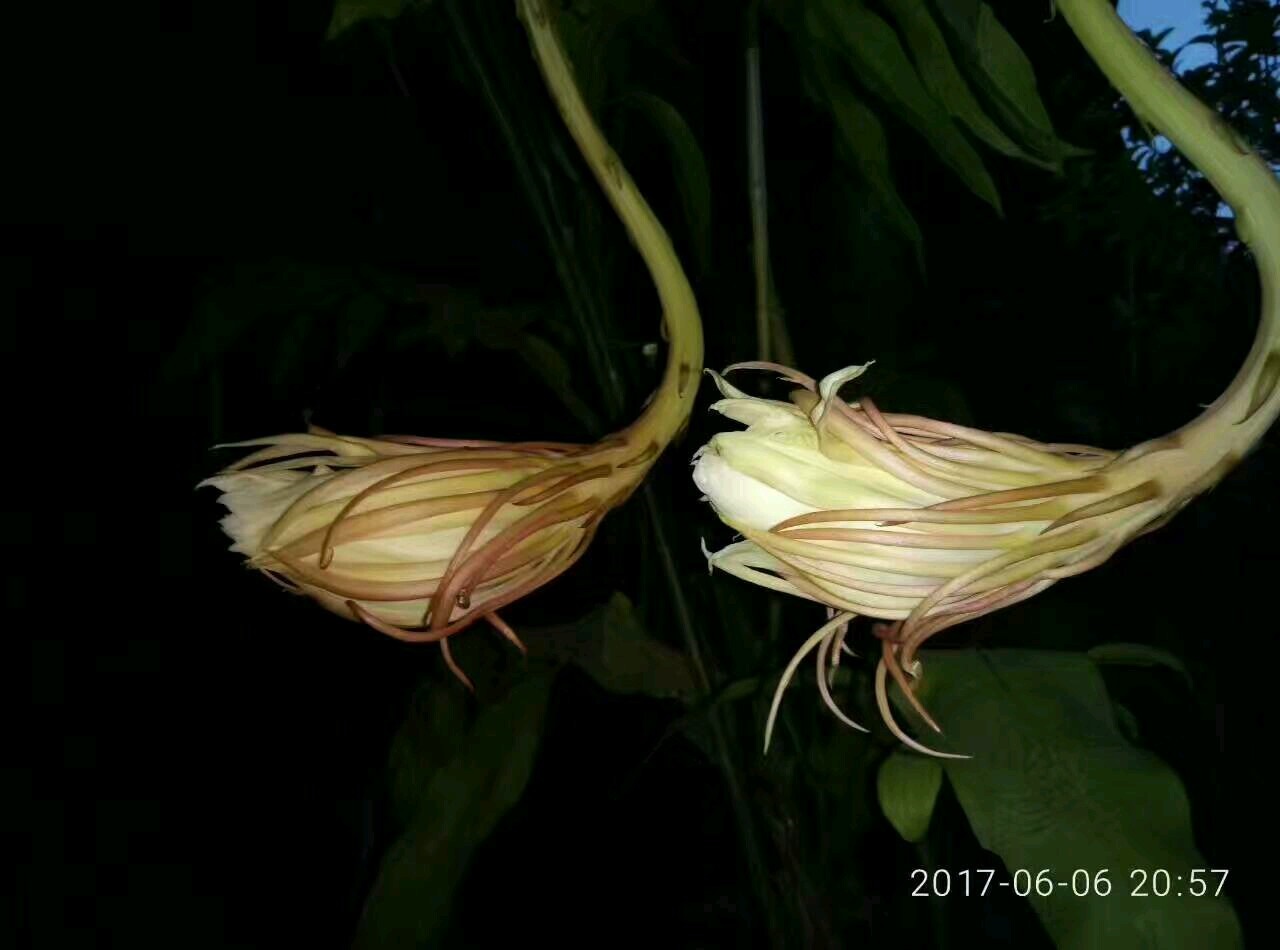 Night blooming orchid cereus on show at XTBG