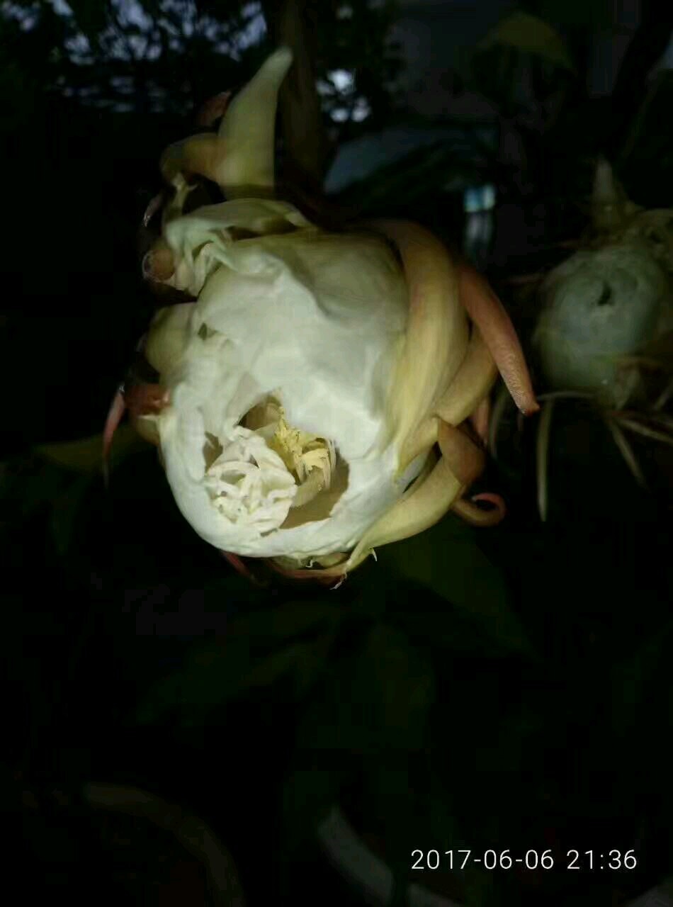 Night blooming orchid cereus on show at XTBG