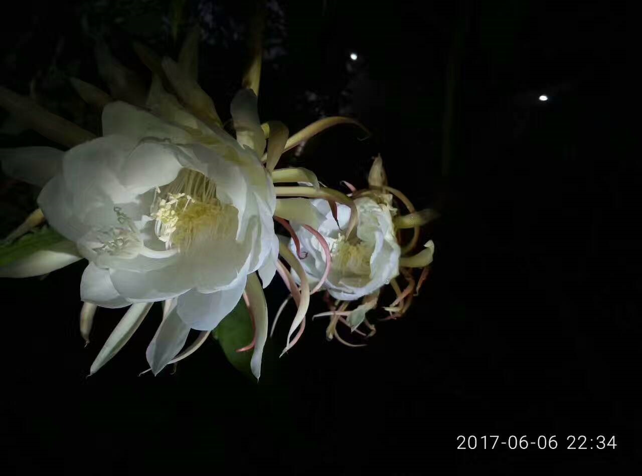 Night blooming orchid cereus on show at XTBG