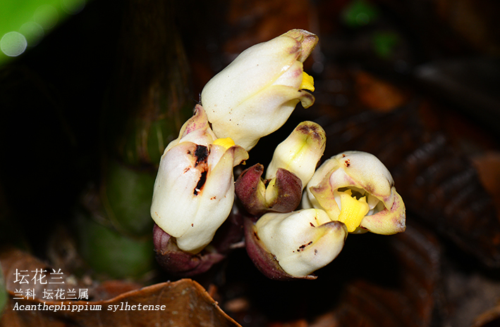 Acanthephippium sylhetense