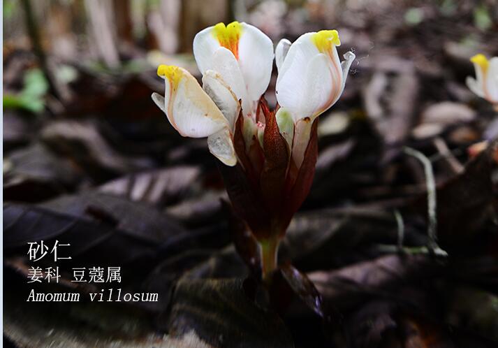 Amomum villosum