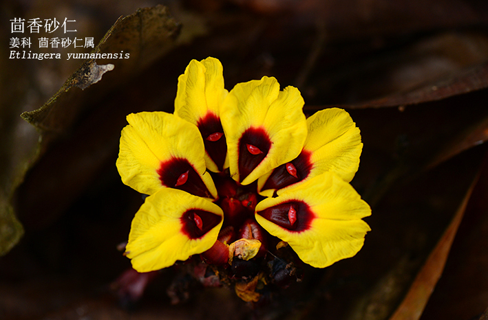 Etlingera yunnanensis