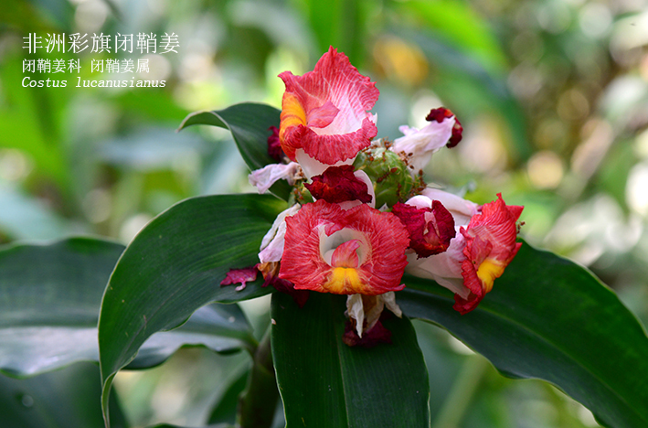 Costus lucanusianus