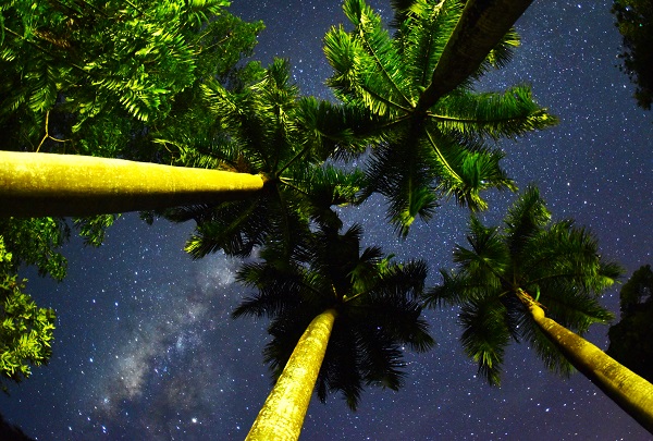 Tall palm trees in the evening at XTBG
