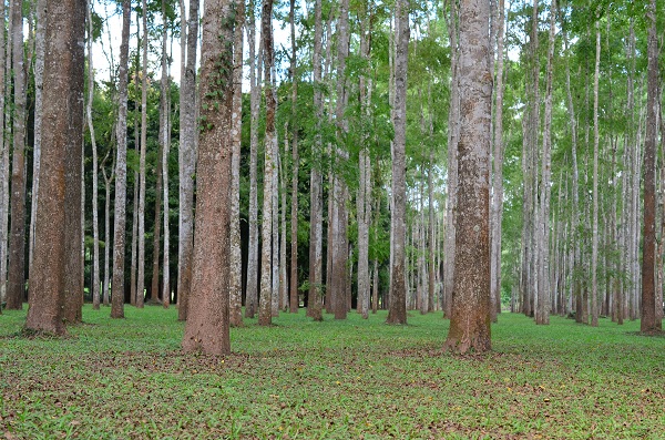 Scenery of Xishuangbanna Tropical Botanical Garden