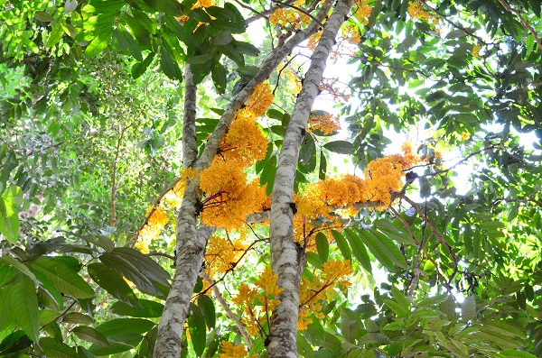 Scenery of Xishuangbanna Tropical Botanical Garden