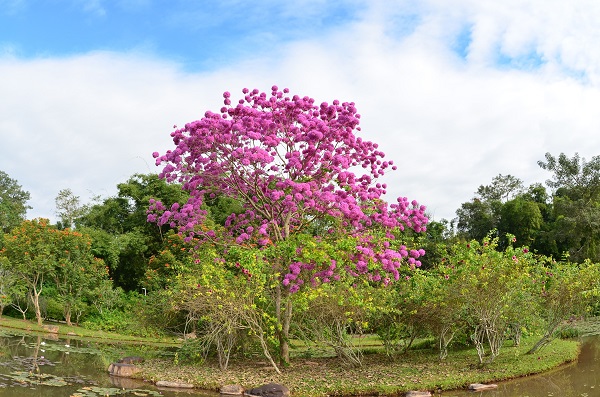 Scenery of Xishuangbanna Tropical Botanical Garden