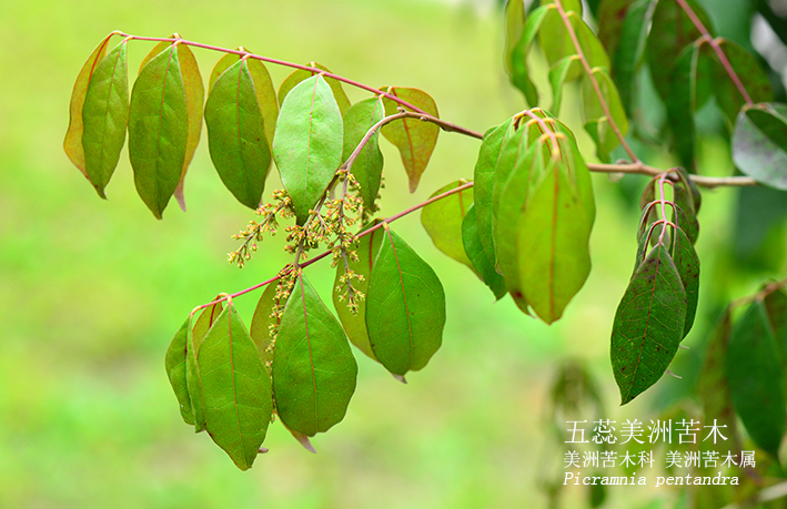Picramnia pentandra