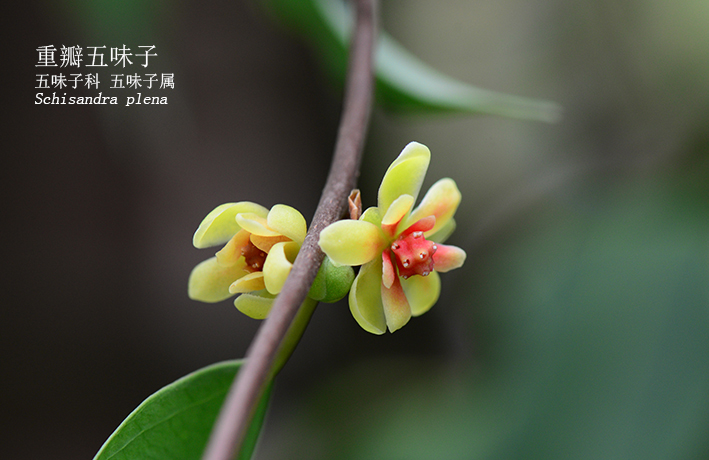 Schisandra plena