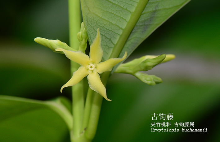 Cryptolepis buchananii