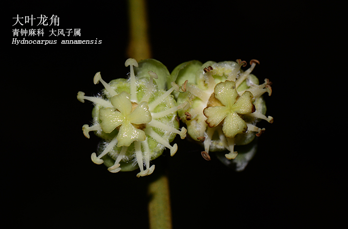Hydnocarpus annamensis