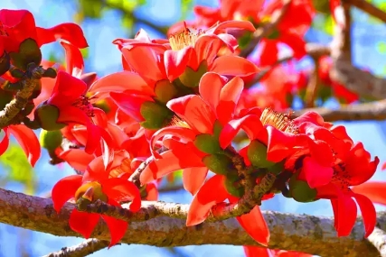 Kapok trees in blossom greet Spring Festival