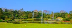 Kapok trees in blossom greet Spring Festival