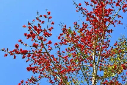 Kapok trees in blossom greet Spring Festival