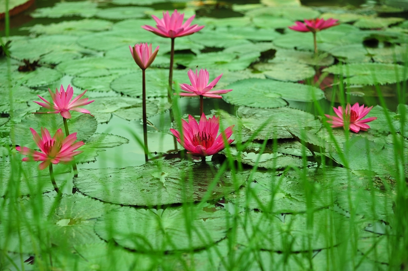 Water lilies 1