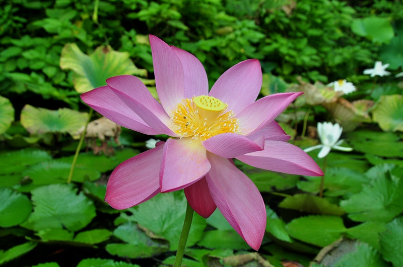 Water lilies 2