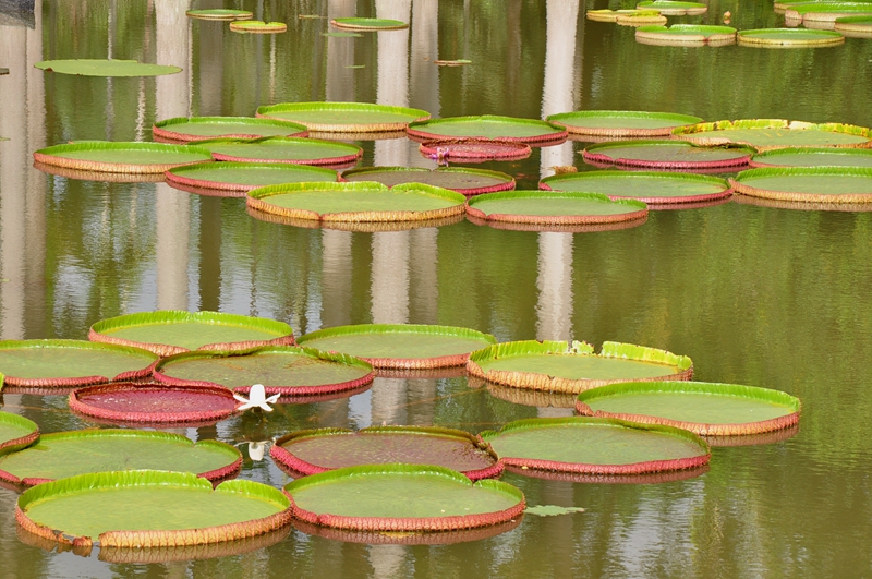 Aquatic Plant Collection