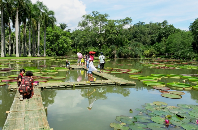 Aquatic Plant Collection 1