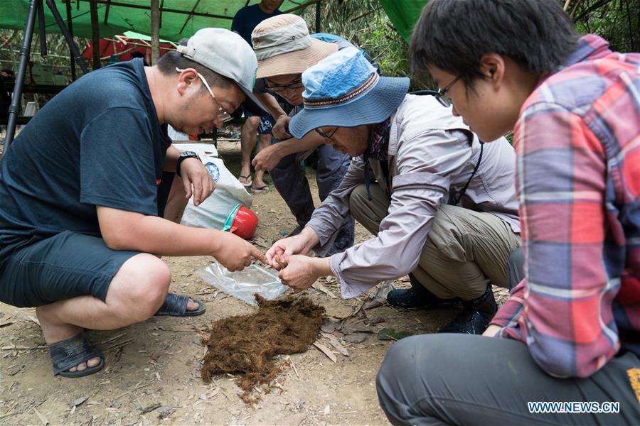 China-Myanmar joint field expedition does researches on biodiversity of Tamanthi Wildlife Sanctuary in Myanmar