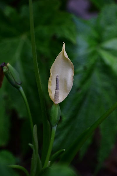 A new species of Araceae reported from Myanmar