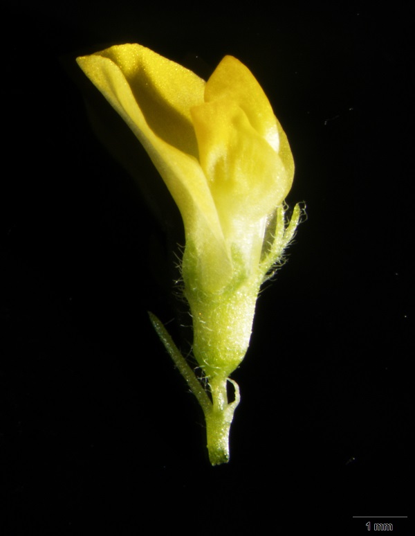 Study provides insight into male fertility control in legume plants