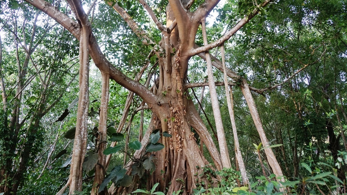 The banyan tree looks odd for a reason