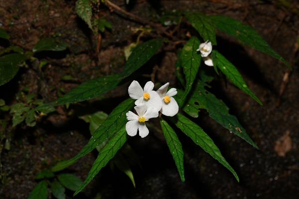 Seven new species of Begonia found in Myanmar