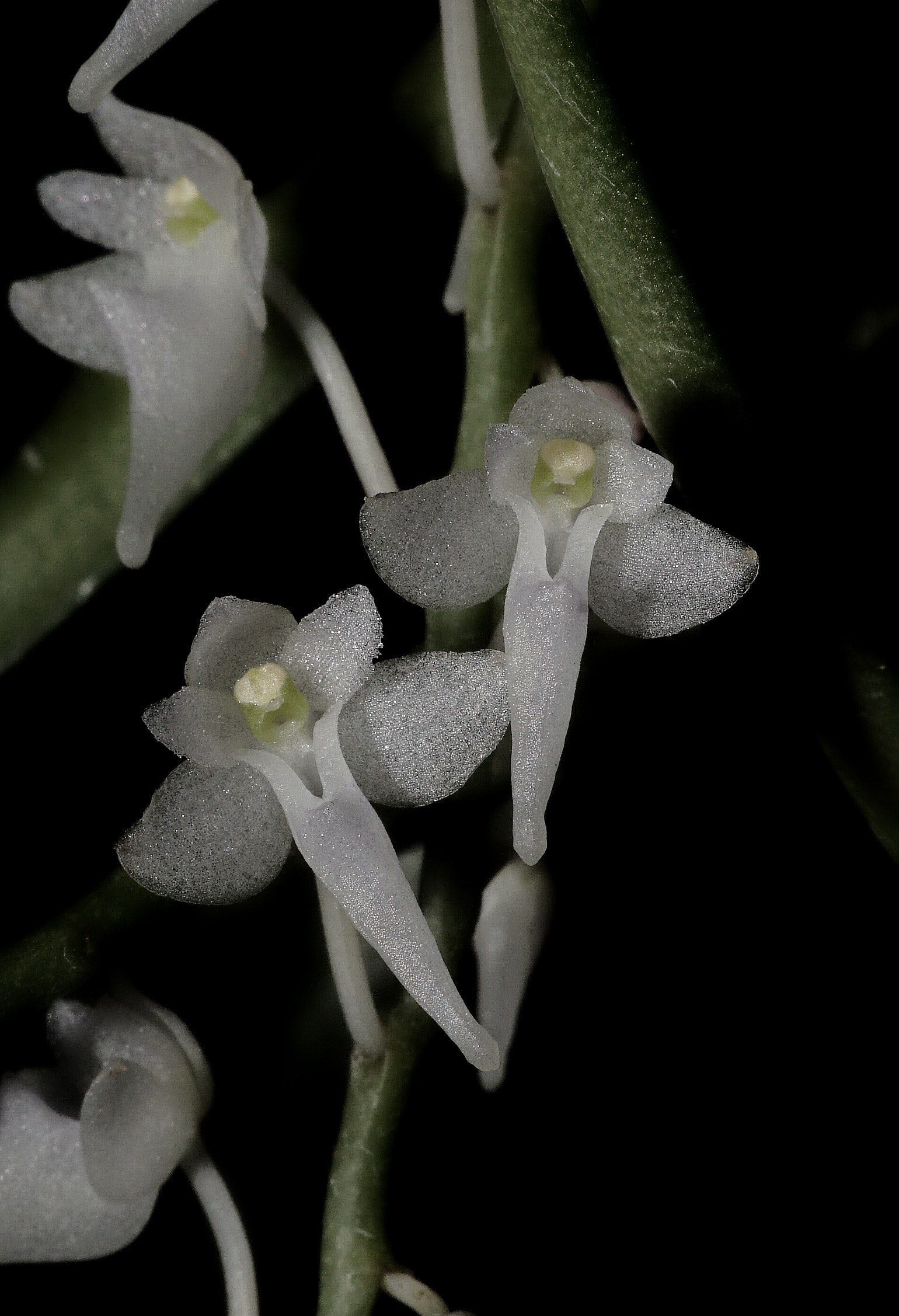New epiphytic orchid species found in Indonesia
