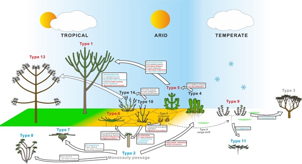 XTBG Ph.D student’s research commented in New Phytologist