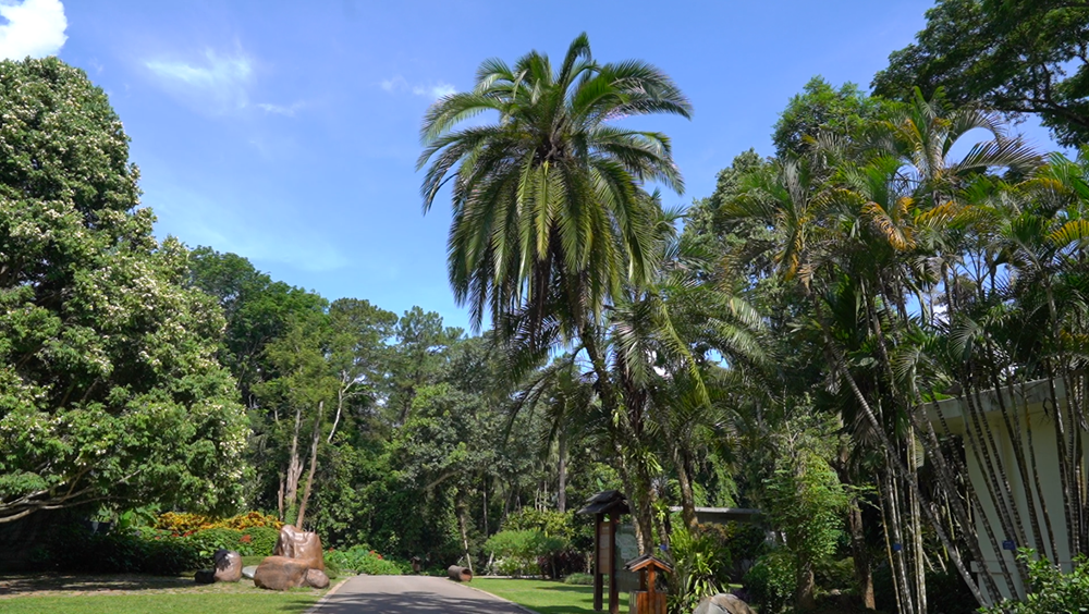 Rainforests near China-Laos border under sound protection