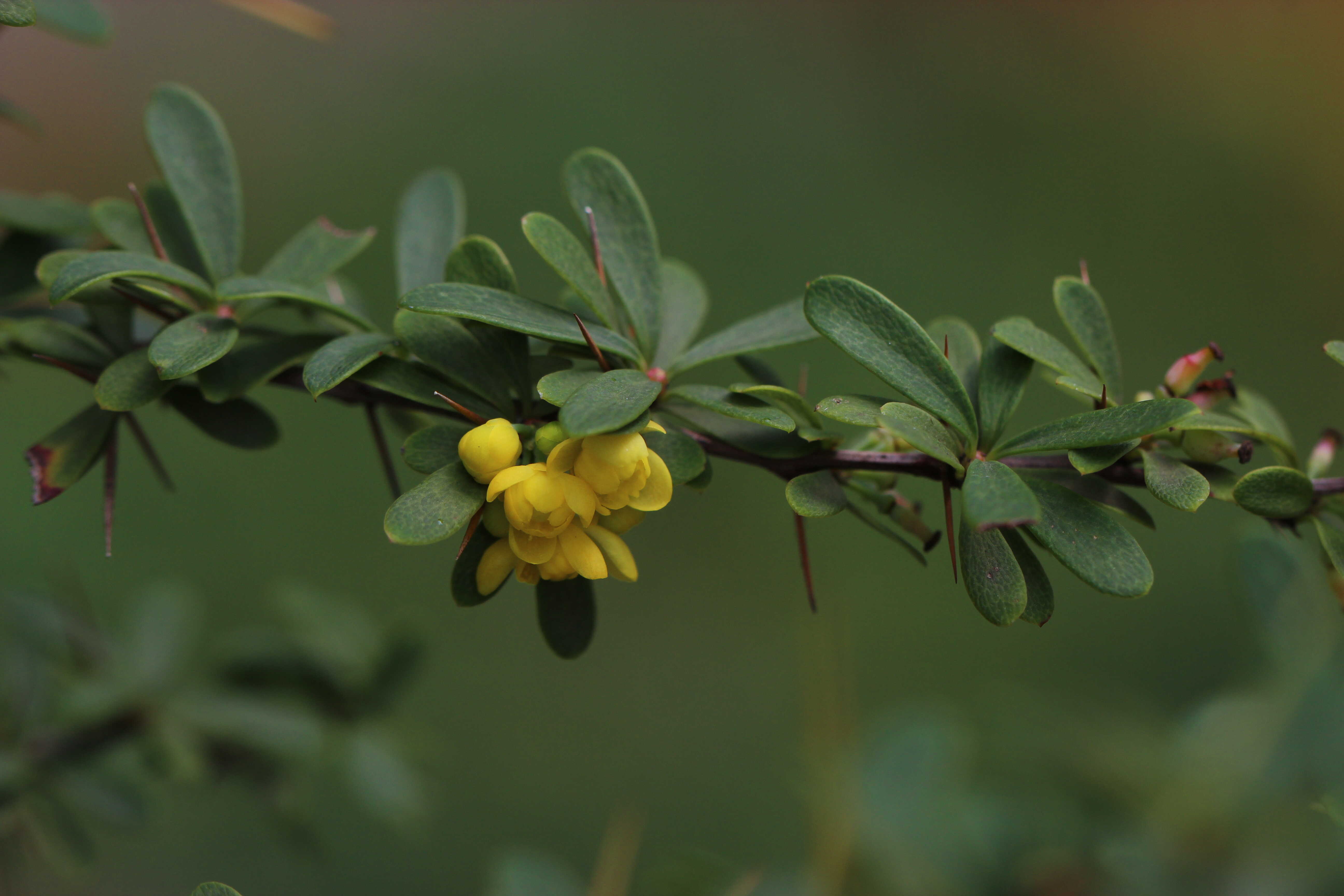 Study Reveals Why the Hengduan-Himalaya Mountains Harbor Far More Berberis Species Than the Andes