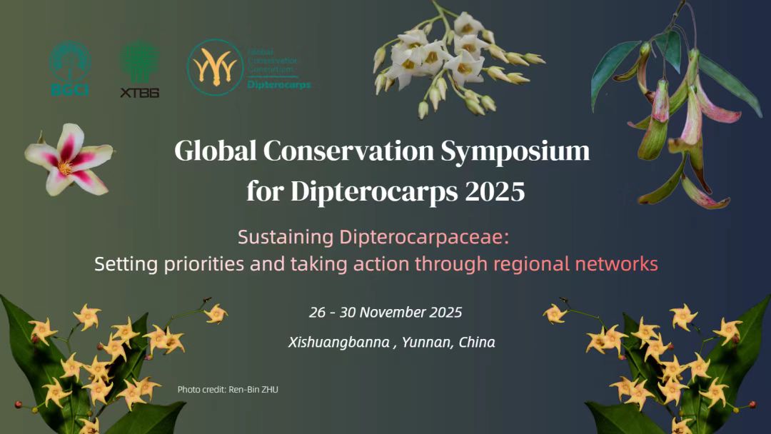 26-30 November, 2025: Global Conservation Symposium for Dipterocarps 2025 Announcement