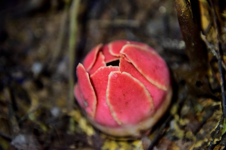XTBG harvests seeds of Sapria himalyana for the first time