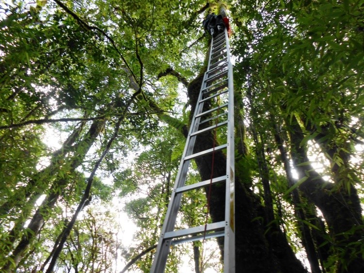 Clonal integration has greater benefits than inter-specific facilitation for vascular epiphytes in forest canopies