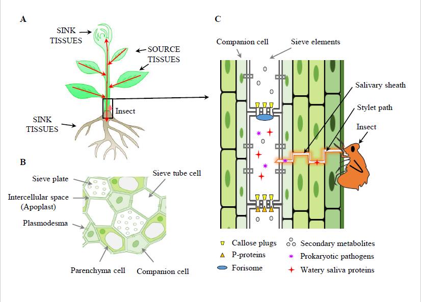 Researchers highlight progress and challenges of phloem research