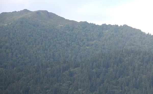 How do mean climatic conditions drive growth trends of Himalayan fir?