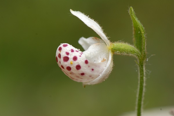 Atlas of Native Orchids in China published