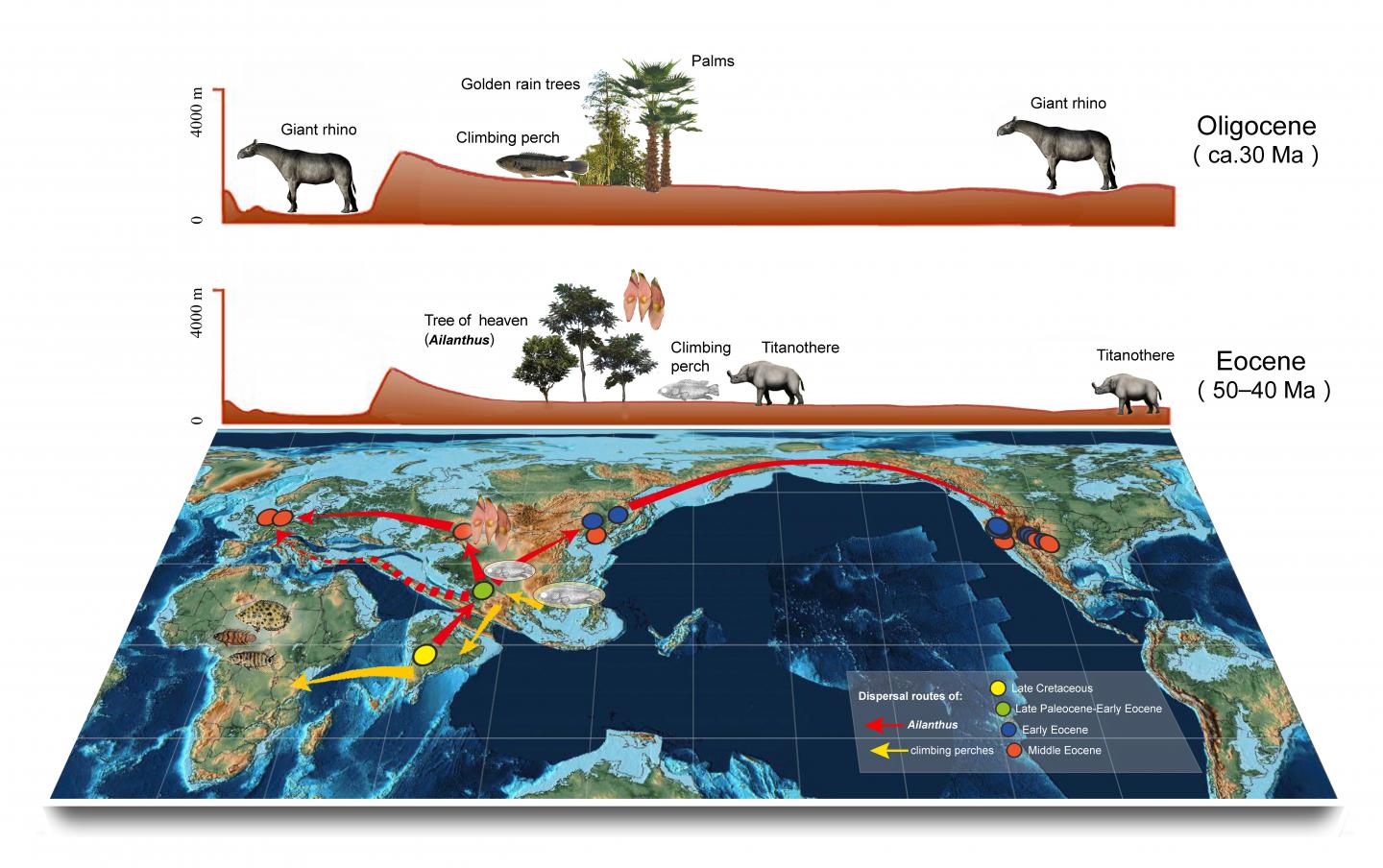The growing Tibetan Plateau shaped the modern biodiversity