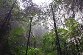 More shading, water can accelerate woody seed germination in translocated forest topsoil: research