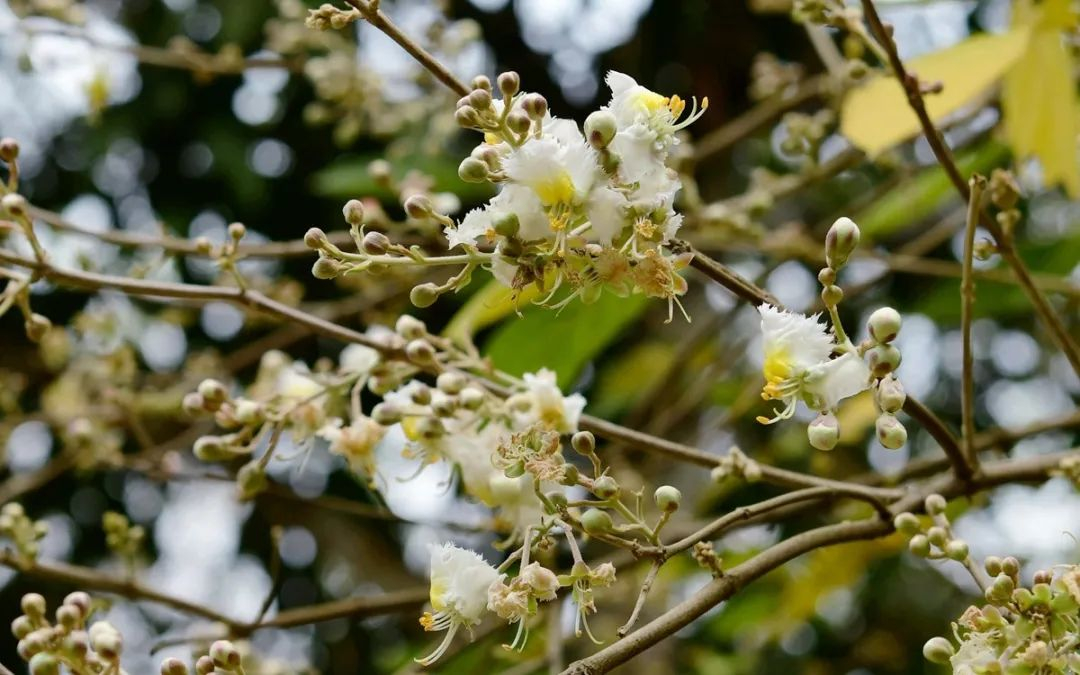 Now is high time for kitefruits to bloom in southwest China's Yunnan