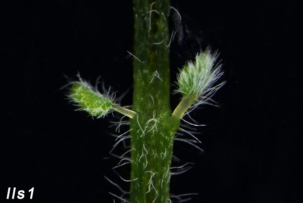 Lateral leaflet suppression 1: important in outgrowth of leaflets of Medicago truncatula