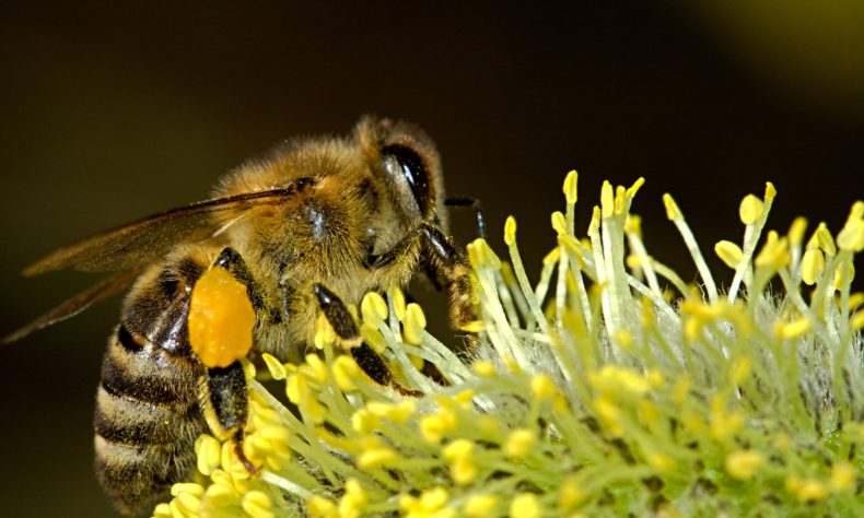New Research Demonstrates How ‘Undertaker’ Bees Find the Dead Bodies of Their Mates