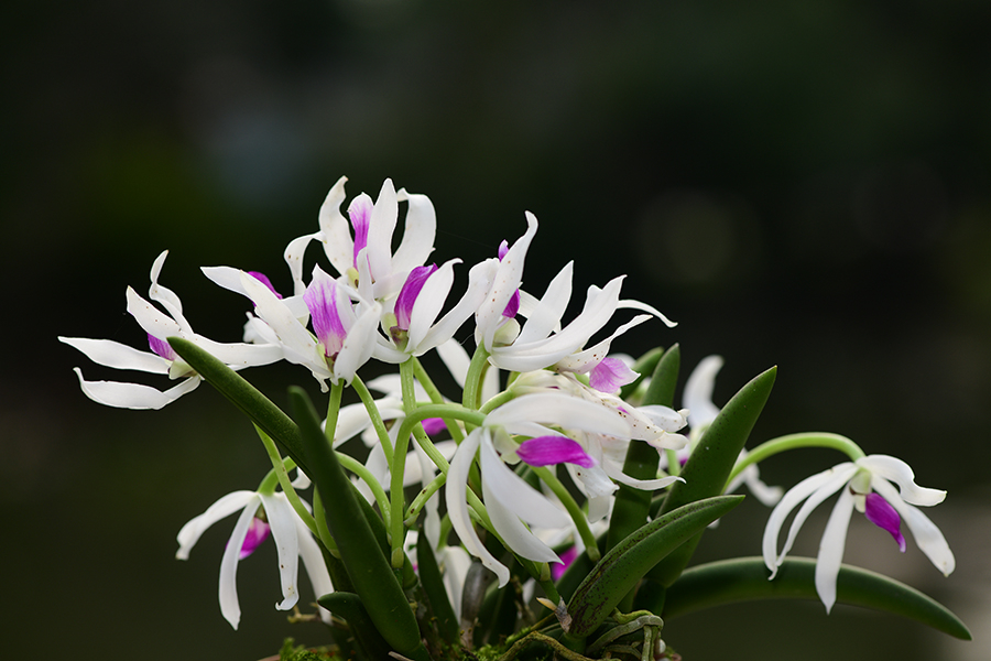Orchids burst into diverse blossom in SW China