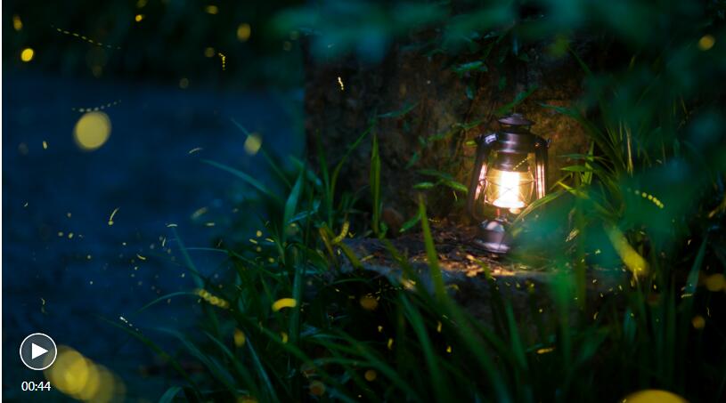 Fireflies create 'midsummer night's dream' in SW China