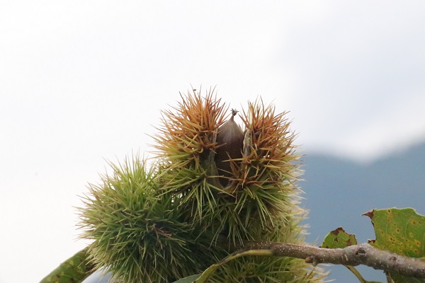 Speciation genomics identifies candidate genomic regions responsible for reproductive isolation in chestnut trees