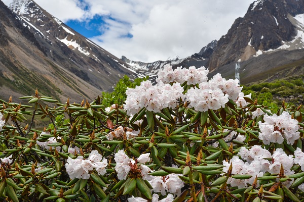 Hengduan mountain alpine flora history shown to be longest on Earth