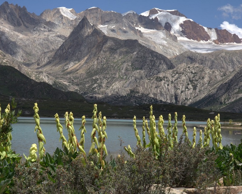 Diverse alpine flora has some serious history