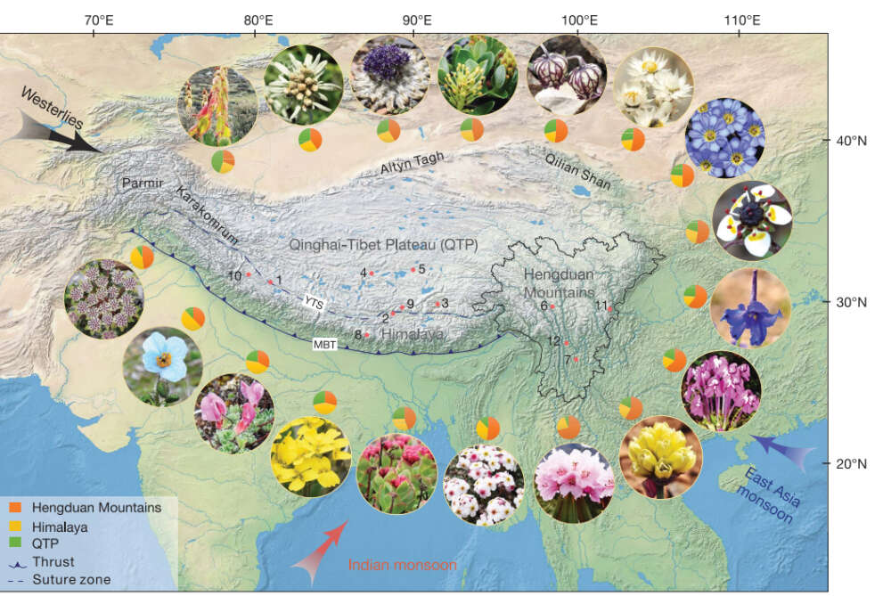 One Mountain Range Hosts Alpine Plant Communities Far Older Than Anywhere Else